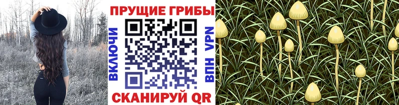 Псилоцибиновые грибы MAGIC MUSHROOMS  Сусуман 